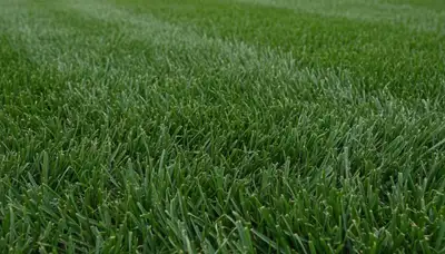 Close-up of freshly cut green grass showing precise, even lawn mowing by Chop Chop Landscaping in Fresno, CA