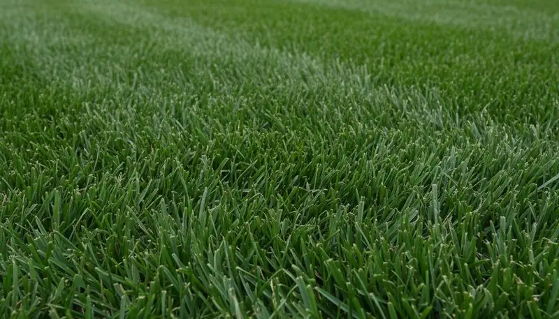 Close-up of freshly cut green grass showing precise, even lawn mowing by Chop Chop Landscaping in Fresno, CA