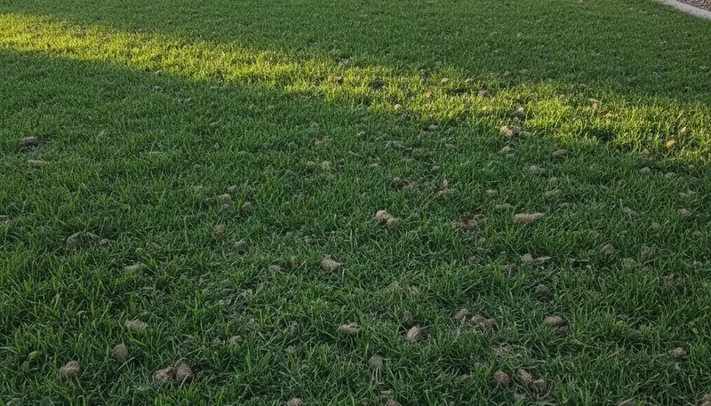 Fresno CA lawn recovering after professional aeration by Chop Chop Landscaping showing healthier turf growth